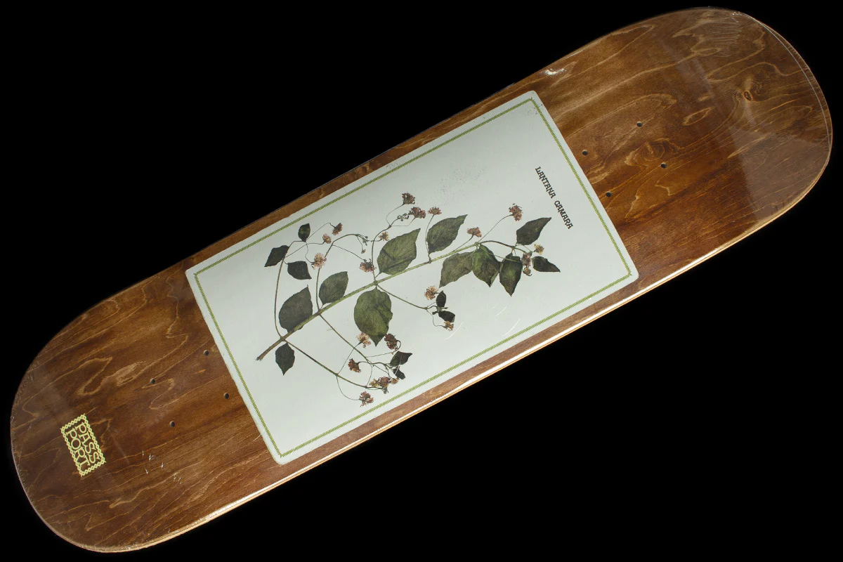 12890-invasive-species-lantana-camara-deck-8.5-1.webp Invasive Species - Lantana Camara Deck 8.5"